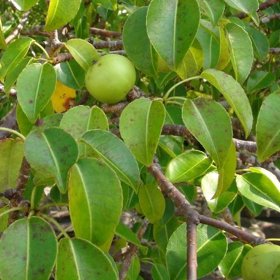 Mancinella obecná se vyskytuje v jižní části Severní Ameriky, ve Střední Americe, v Karibiku a v severní části Jižní Ameriky.