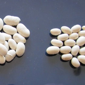 34. Fazole navy – 14,98 g v 1 hrnku (vařené, nesolené).