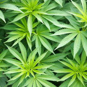 4. Konopí. V Evropě stále roste obliba konopného betonu. Dále zde máme třeba konopná lana, koberce a dokonce i imitace dřevěné podlahy.