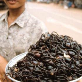 1. Smažené tarantule (Kambodža). Pouliční prodavači v hlavním městě Phnompenh prý nabízejí i možnost si s pavoukem pohrát předtím, než slupnete jednoho z jeho nohatých kamarádů. Ani to ale za moc nestojí. Chutná prý jako vlhká pavučina.