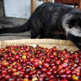 5. Káva, jež prošla útrobami ovíječe skvrnitého (Asie). Delikátní nápoj, říkají Asiaté. To díky opečeným kávovým zrnům, jejich jedinečnost spočívá v tom, že je nechají sežrat a následně vypudit zmíněnými chlupatými tvory. Nechutné? I Starbucks z nich vařil jeden čas kávu.