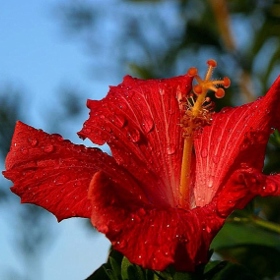 1. Ibišek. Tato rostlina může dorůst až do výšky 180 centimetrů a její květy mají průměr až 20 centimetrů. Potřebuje hodně slunečního světla.