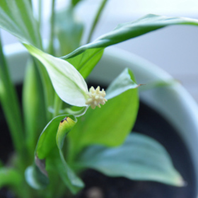 3. Lopatkovec. Ideální rostlina pro začínající pěstitele. Je velmi nenáročná, ale její listy mohou být toxické pro domácí zvířata.