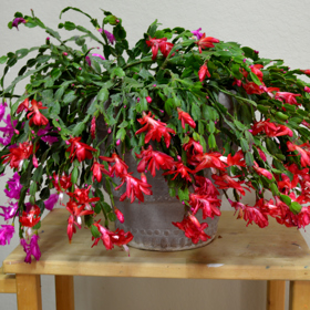 5. Vánoční kaktus. Má rád chladno a světlo, což z něj dělá perfektní rostlinu pro zimní období. Pěkně kvete.