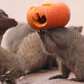 4. Mangusta žíhaná si hraje s dýní v ZOO v Čchung-čchingu (Čína).