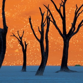 2. Obraz. Ovšem ne namalovaný. V popředí jsou mrtvé stromy při západu slunce, v pozadí červené namibijské duny.