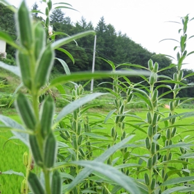 1. Sezamová semínka.