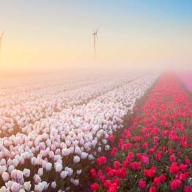 1. Tulipánové pole poblíž holandského městečka Hillegom.