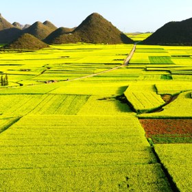 3. Řepka olejka v čínském okrese Luoping.