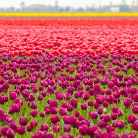 4. Tulipány ve Skagitském údolí ve Washingtonu (USA).