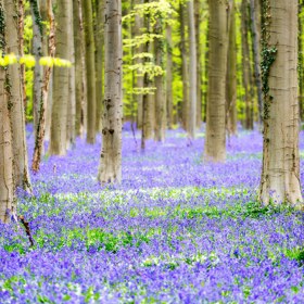 5. Zvonky v belgickém lese Hallerbos.