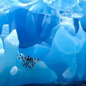 1. Tučňáci uzdičkoví na modrém ledovci v moři Scotia.