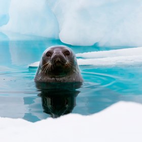 3. Tuleň Weddellův vykukující z vody.