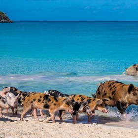 Pig Beach se nachází na Bahamách a jak už můžete tušit, chrochtající tvorové se tu nenarodili.