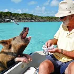 Ať tak, či onak, prasátka a selátka jsou přítulná a v případě zájmu si s vámi zaplavou, proběhnou se a nechají pochovat.