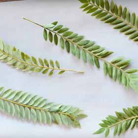 ... a další zelené části rostlin.