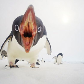 2. Když tučňáci útočí (Antarktida) – Clinton Berry. „Týdny jsem sledoval pohyb tučňáků. Chodili na stejném území každý den. Míjelo nás asi tucet [tučňáků]. V tento den jich kolem nás bylo asi šedesát. Měl jsem i trochu štěstí,“ popsal Berry.