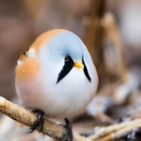 4. Sýkořice vousatá.