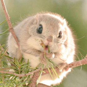 5. Japonská létající veverka.