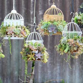 Cizokrajní ptáci? Ne, kaktusy v ptačích klecích jako nový trend!