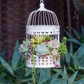 Cizokrajní ptáci? Ne, kaktusy v ptačích klecích jako nový trend!