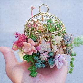 Cizokrajní ptáci? Ne, kaktusy v ptačích klecích jako nový trend!