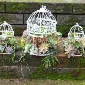 Cizokrajní ptáci? Ne, kaktusy v ptačích klecích jako nový trend!