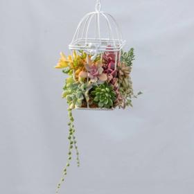 Cizokrajní ptáci? Ne, kaktusy v ptačích klecích jako nový trend!