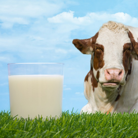 1. Mléčné produkty. Laktóza, tedy přírodní cukr obsažený v mléčných produktech, nepomůže plochému břichu. Zvlášť u lidí, kteří jsou vůči ní citliví nebo intolerantní.Těm chybí klíčové enzymy rozkládající tento cukr. Nejen s rozvojem veganství ale máme k dispozici řadu mléčných náhražek. A jak lahodných: sójové či mandlové mléko, sójové či kokosové jogurty i veganské sýry.