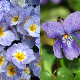 Únor: petrklíč a fialka. Ve viktoriánské éře nesl petrklíč význam mladé lásky, nesmělosti a neschopnosti žít bez někoho. A zřejmě není náhoda, že fialka vládne témuž měsíci. Nevinnost a naivita vystihují mládí perfektně.