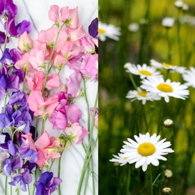 Duben: hrachor a sedmikráska. Sedmikráska patří k prvním květinám v životě, kterou žena dostane od muže. Není divu, že převzala poselství mládí, neposkvrněnosti a nevinnosti. A hrachor? Měl by obdarované(mu) dopřát blažené potěšení.