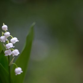 Květen: konvalinka. Typický „hrozen“ kvítků jako by se před něčím skláněl. Že by za to mohla pokora a skromnost, kterou reprezentuje? Kromě toho symbolizuje štěstí v lásce („máj, lásky čas“), čistotu a opětovný příchod štěstí.