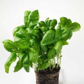 1. Bazalka. Nejenže bude držet komáry pěkně zkrátka, ale dodá vašemu domovu vůni Itálie!