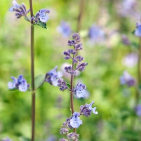 2. Šanta kočičí. Tuto rostlinu držte mimo dosah dětí – obsahuje halucinogenní látky, byť v malé míře. Odpradávna se používá i pro léčbu horečky a nachlazení a… odehnání komárů. Pokud nesnášíte havěť, bude pro vás šanta dvojitou výhrou. Nesnesou ji rovněž švábi, krysy a myši.