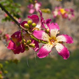 3. Ceiba neboli vlnovec nádherný. Jeho květenství bere dech člověku a téměř doslova i komáru. Výtažky z této rostliny (nebo spíš stromu) používají výrobci repelentů kvůli mimořádně odpudivé vůni. Tak ji ale cítí pouze komáři. Není jednoduché tuto rostlinu vypěstovat, ale podaří-li se, odmění vás oslnivými fialovo-žlutými květy.
