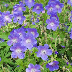 4. Kakost. Díky svým nádherným modro-fialovým kvítkům nachází uplatnění především v domovech estétů. A jako bonus odpuzuje dotěrné komáry.