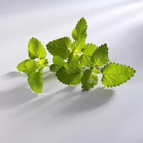 5. Meduňka lékařská. Jak úžasně voní, viďte? A když ji rozdrtíte mezi dlaněmi a potřete směsí svou kůži, komáři si na vás dají setsakramentský pozor. Relaxační účinky vůně navíc pomůžou rozehnat stres z poštípání.