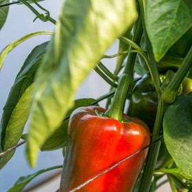 3. Ochrana zralých plodů. Převlékněte igelitku přes keříky se zralým ovocem. Nepopadá tak rychle ani se jinak neponičí.