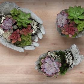 Módní přehlídka sukulentů: 3 úchvatné způsoby, jak je pěstovat!