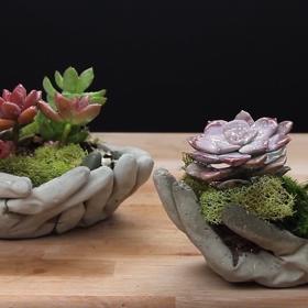 Módní přehlídka sukulentů: 3 úchvatné způsoby, jak je pěstovat!