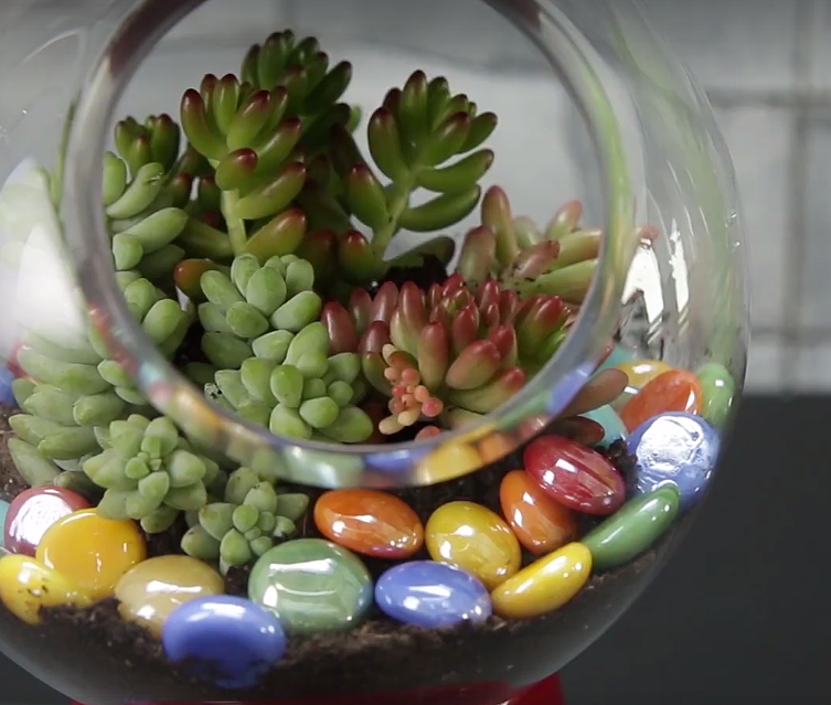 3 úchvatné způsoby, jak pěstovat sukulenty