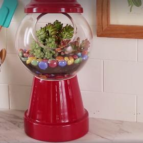 Módní přehlídka sukulentů: 3 úchvatné způsoby, jak je pěstovat!