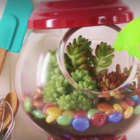 Módní přehlídka sukulentů: 3 úchvatné způsoby, jak je pěstovat!