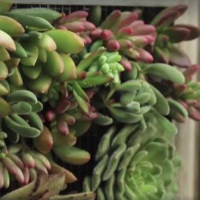 Módní přehlídka sukulentů: 3 úchvatné způsoby, jak je pěstovat!