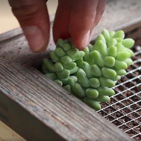 Módní přehlídka sukulentů: 3 úchvatné způsoby, jak je pěstovat!