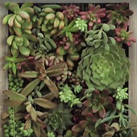 Módní přehlídka sukulentů: 3 úchvatné způsoby, jak je pěstovat!