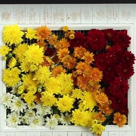 Módní přehlídka sukulentů: 3 úchvatné způsoby, jak je pěstovat!