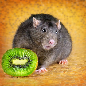 Fotí krysy, aby pomohla lidem překonat fobii. Způsobem, do nějž se zamilujete!