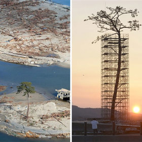 Tento strom jako jediný přežil tsunami v Japonsku mezi dalšími 70 tisíci stromy.