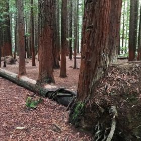 Padl, ale stihl na svět přivést ještě čtyři výrostky.